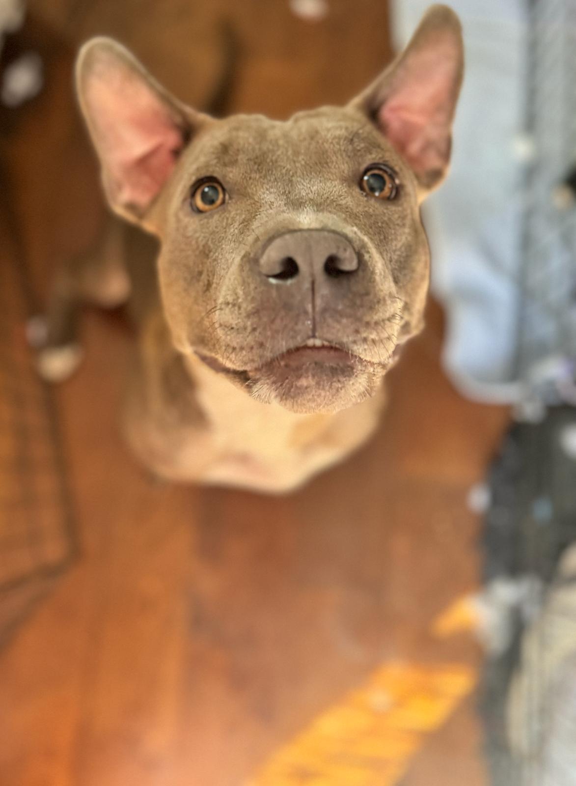 Valentine, Adoptable, Adult Female Pit Bull Terrier.