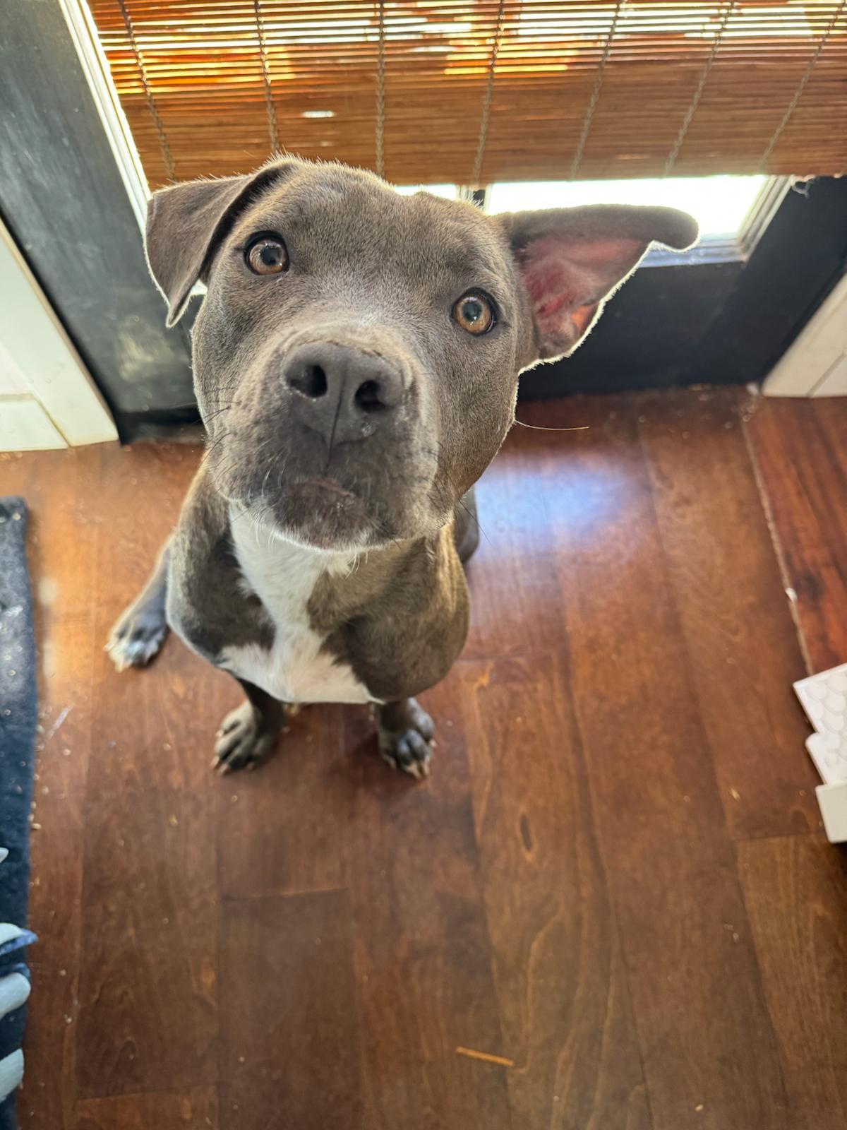 Enlarge Valentine, a Adoptable Pit Bull Terrier in San Diego, CA image 2/5