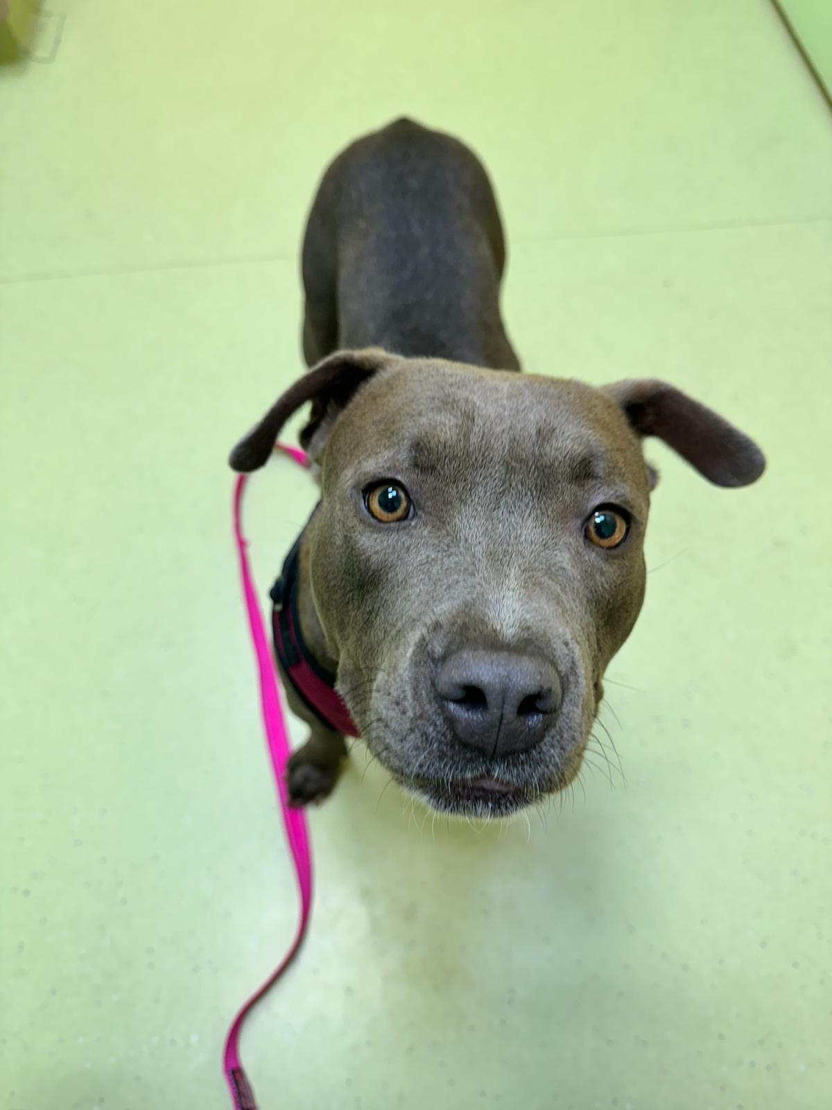 Enlarge Valentine, a Adoptable Pit Bull Terrier in San Diego, CA image 5/5