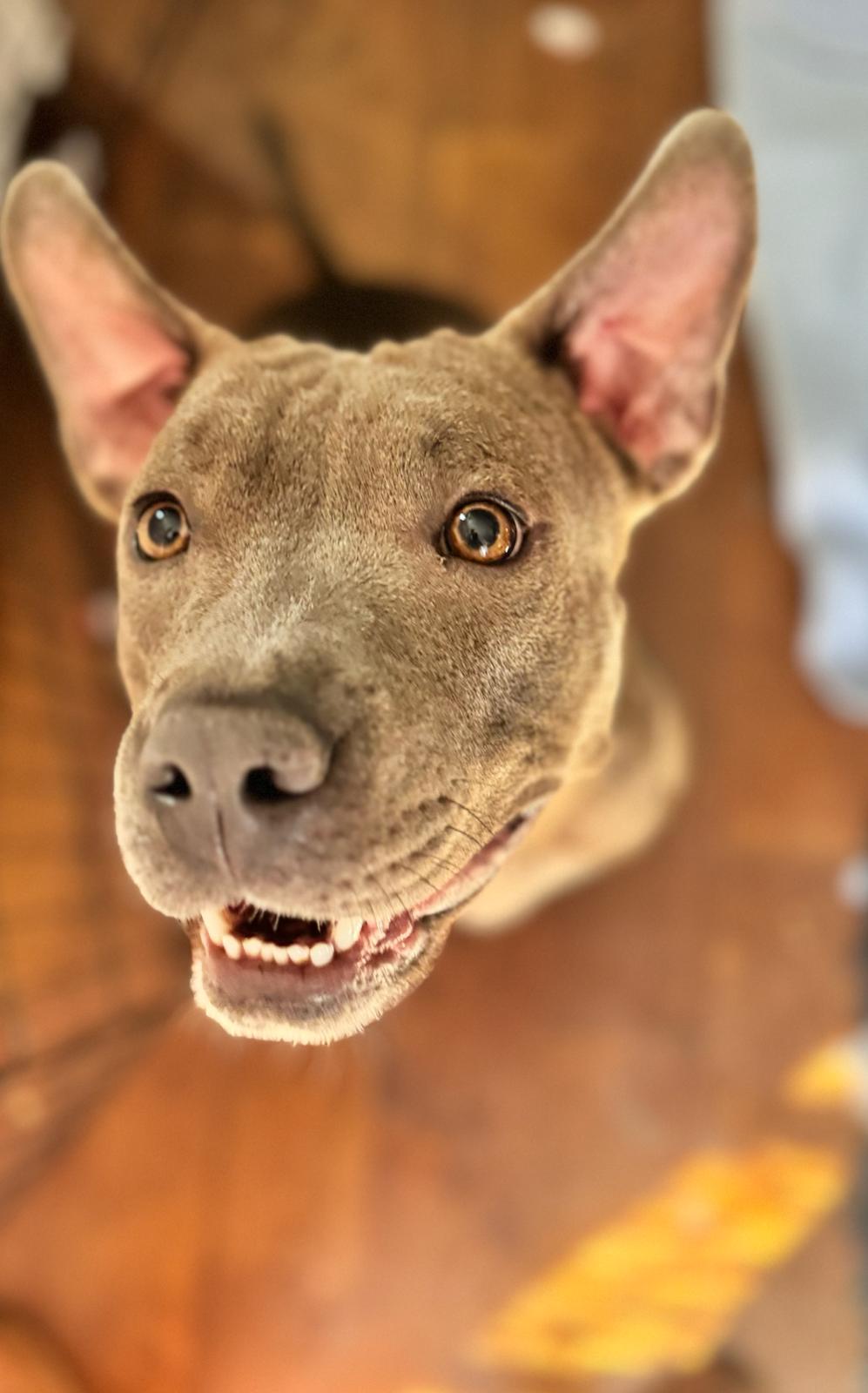 Enlarge Valentine, a Adoptable Pit Bull Terrier in San Diego, CA image 3/5