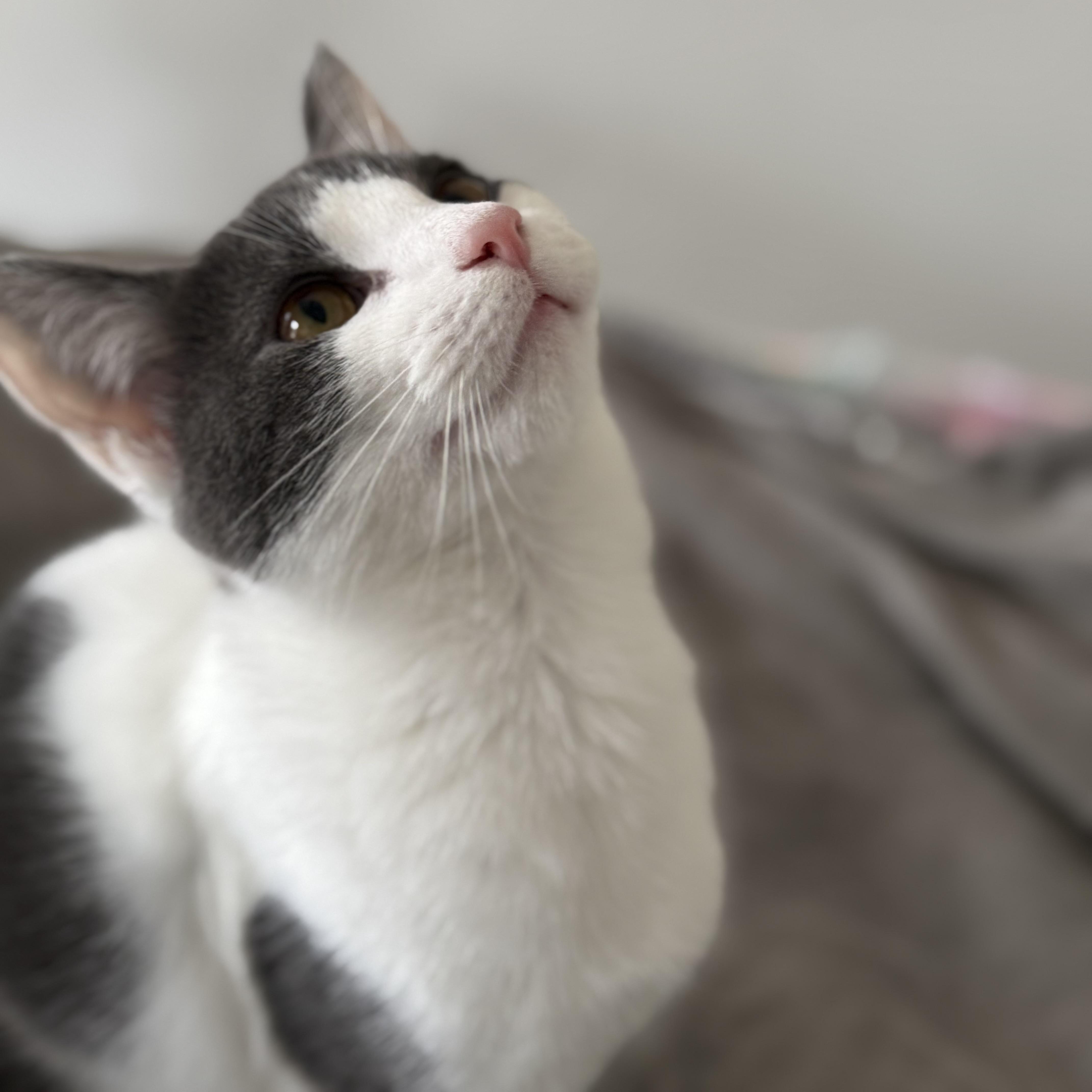 Enlarge Oogie, a Adoptable Domestic Short Hair in Alexandria, VA image 4/6