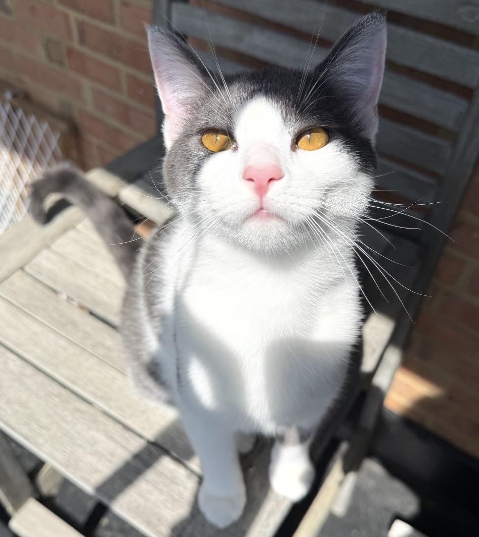 Enlarge Oogie, a Adoptable Domestic Short Hair in Alexandria, VA image 2/6