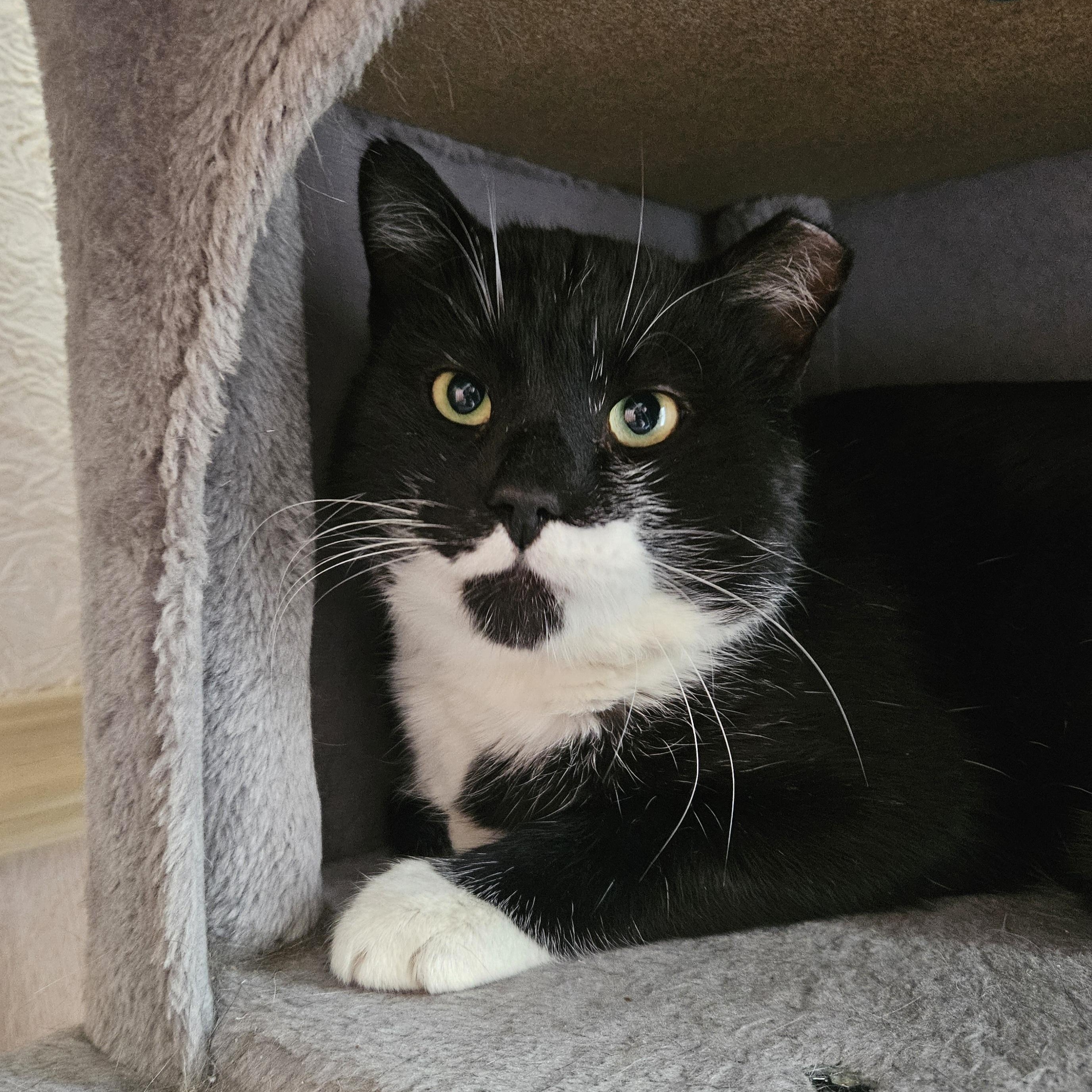 Enlarge Stache, a ADOPTABLE Domestic Short Hair in White Marsh, MD image 5/6