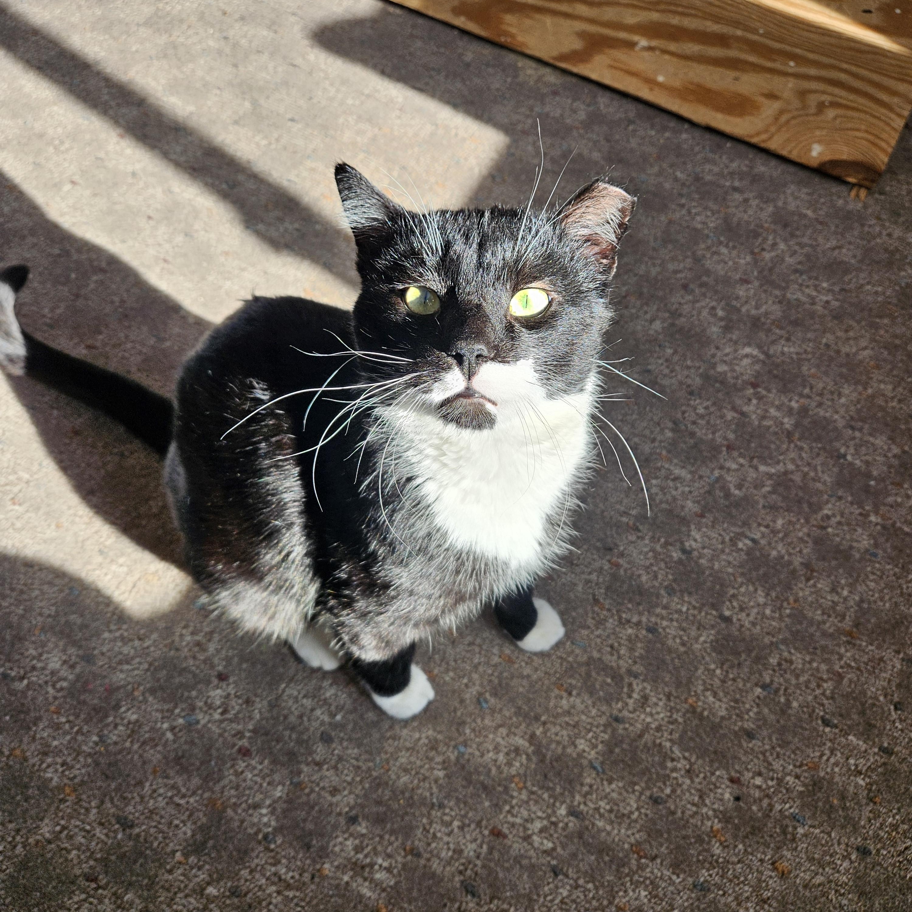 Enlarge Stache, a ADOPTABLE Domestic Short Hair in White Marsh, MD image 3/6