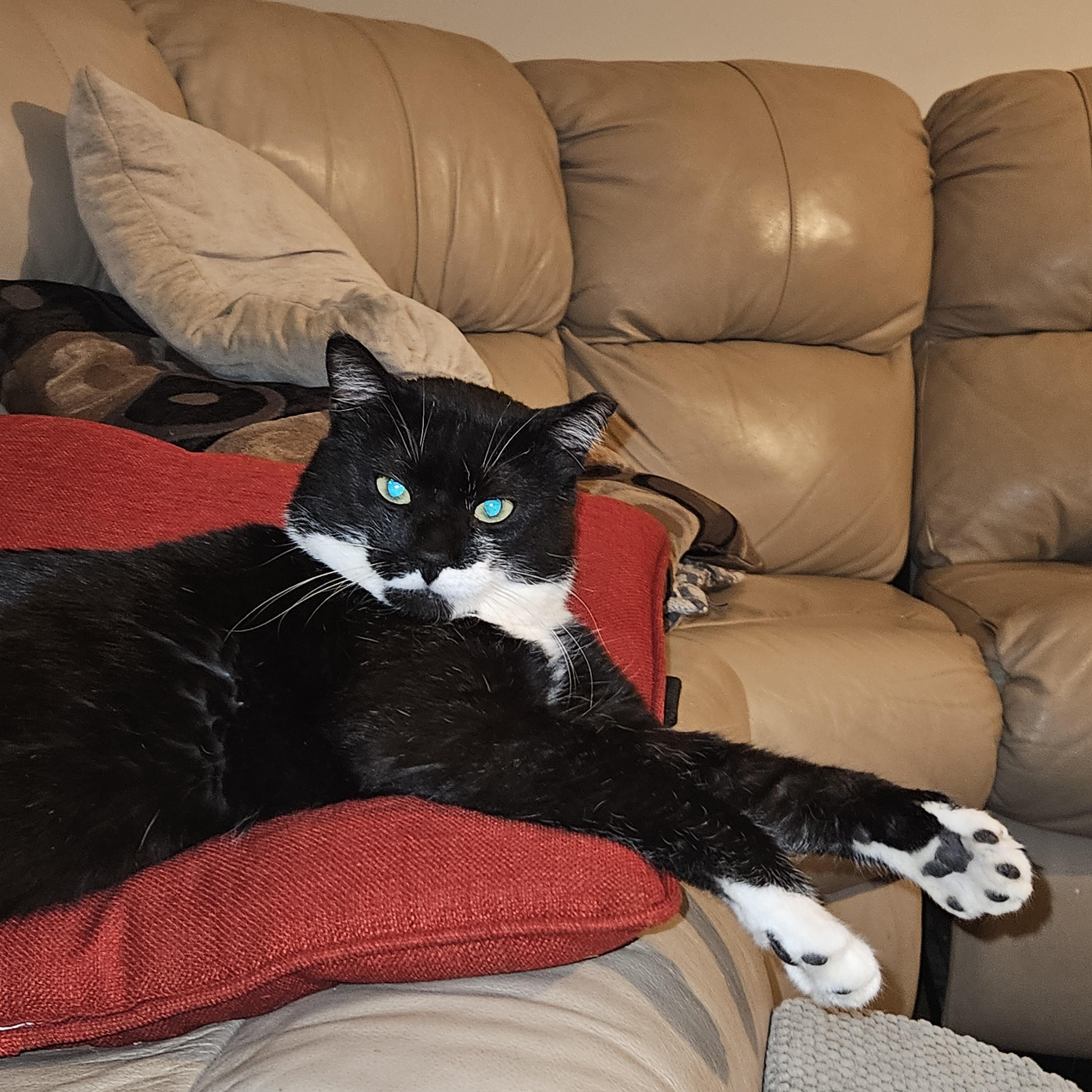 Enlarge Stache, a ADOPTABLE Domestic Short Hair in White Marsh, MD image 2/6