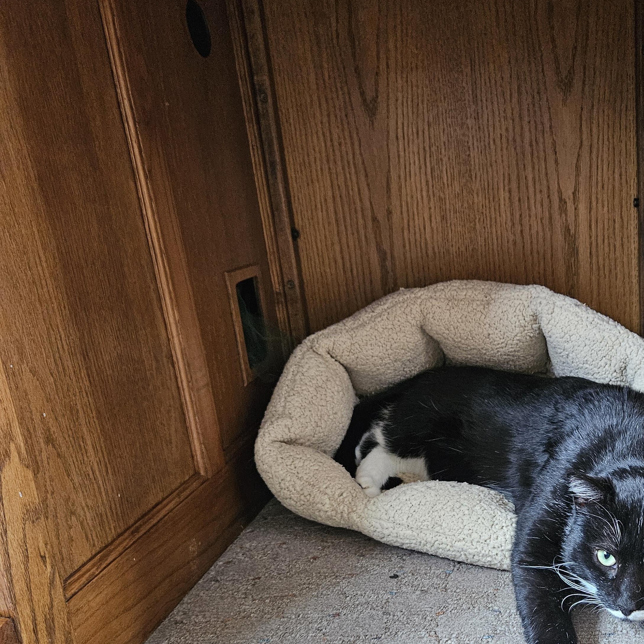 Enlarge Stache, a ADOPTABLE Domestic Short Hair in White Marsh, MD image 4/6