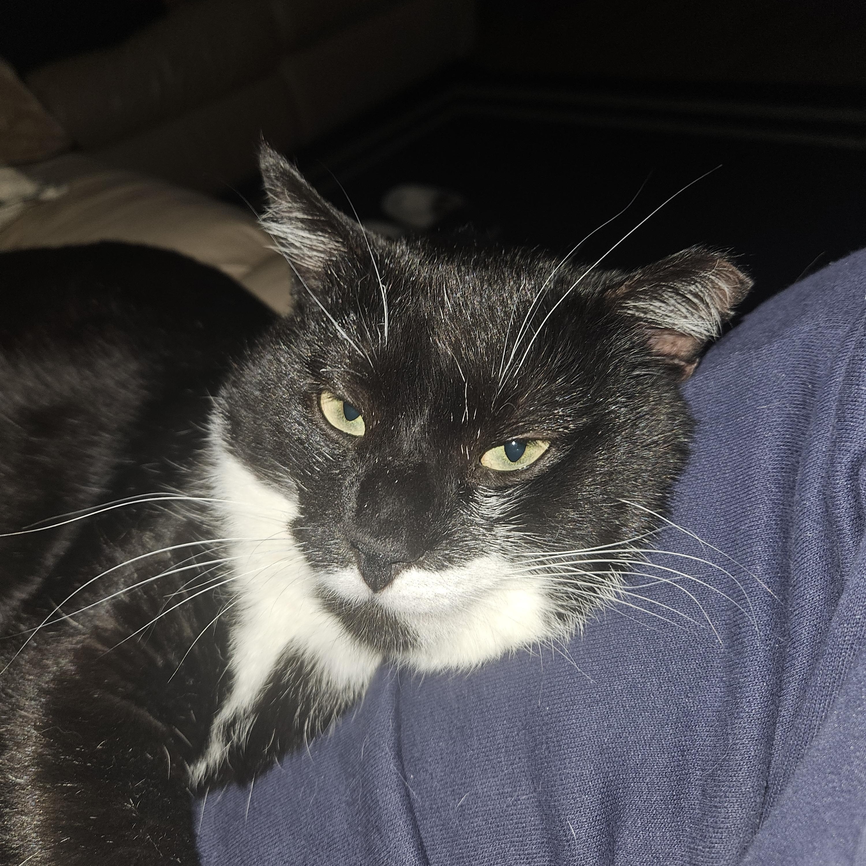 Stache, ADOPTABLE, Adult Male Domestic Short Hair.