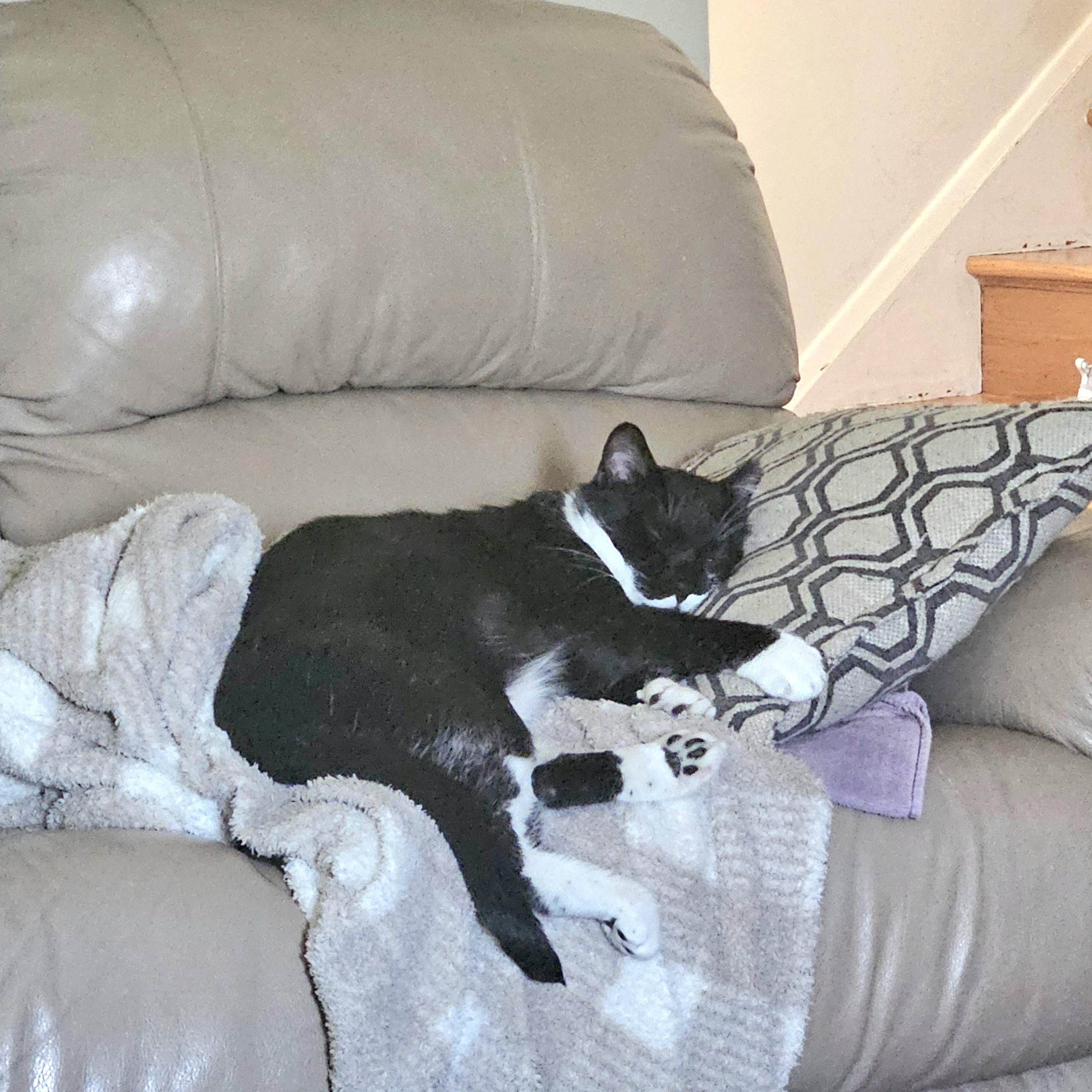 Enlarge Stache, a ADOPTABLE Domestic Short Hair in White Marsh, MD image 6/6