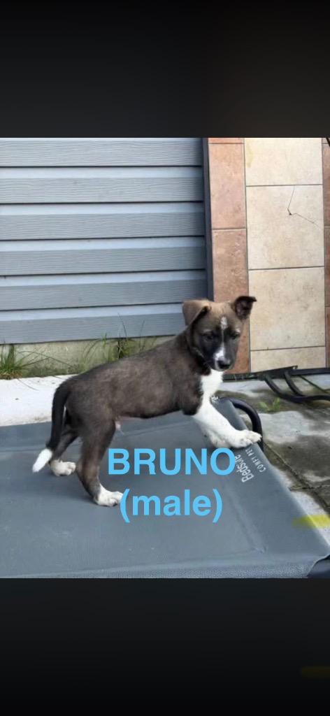 Enlarge Bruno, a Adoptable mixed breed in Indianapolis, IN image 1/1