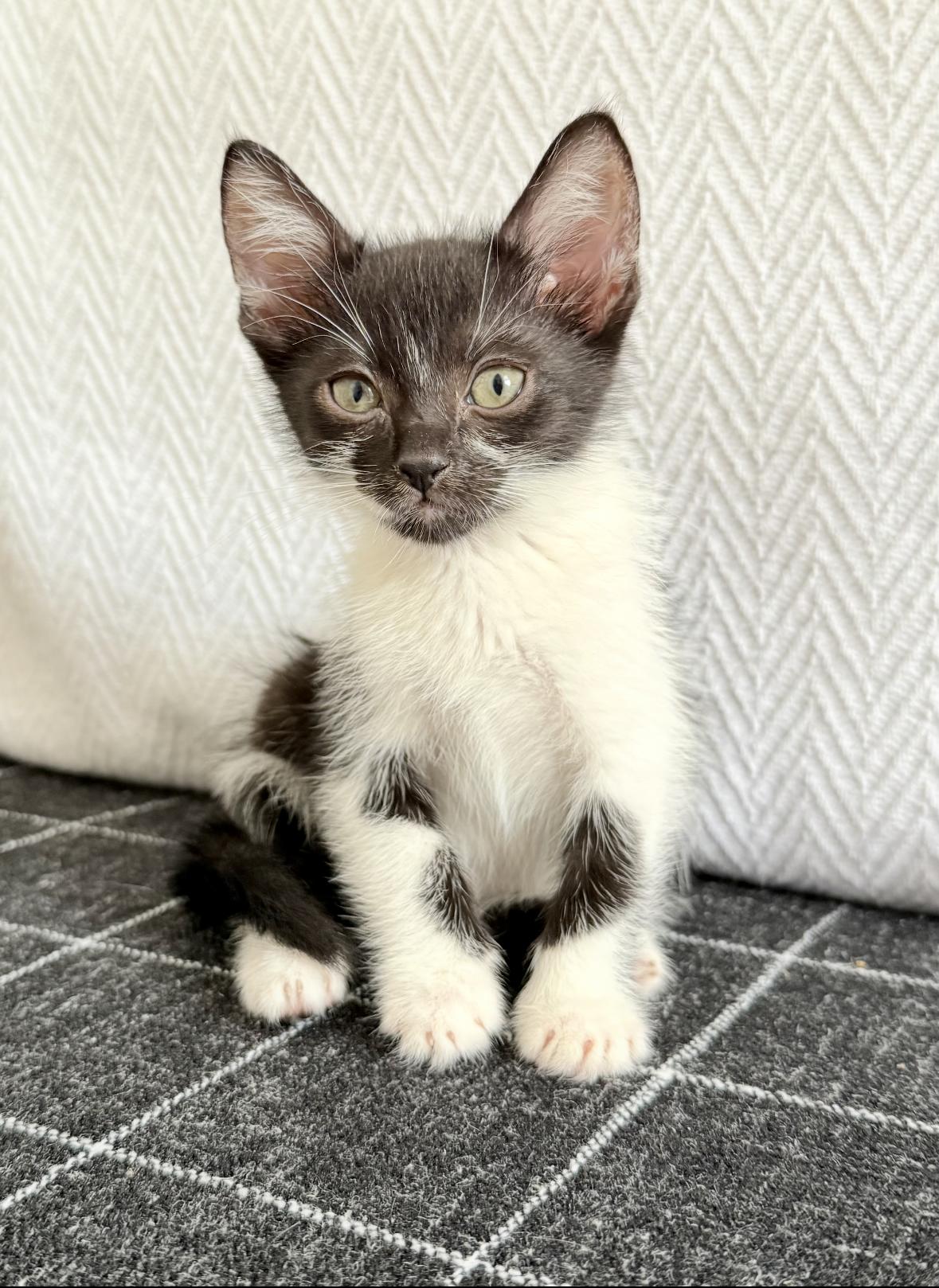 Enlarge Wanda and Cosmo, a ADOPTABLE Domestic Short Hair in New Orleans, LA image 3/6