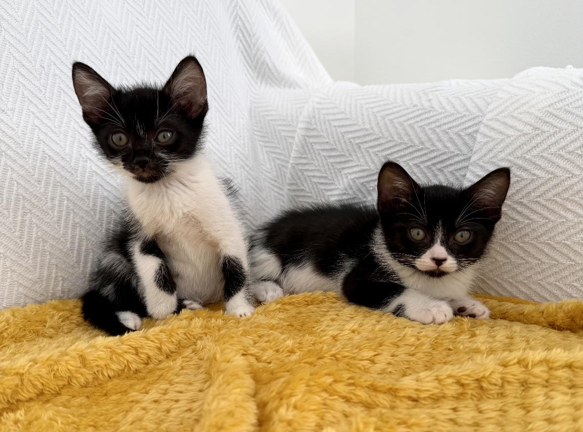 Enlarge Wanda and Cosmo, a ADOPTABLE Domestic Short Hair in New Orleans, LA image 6/6