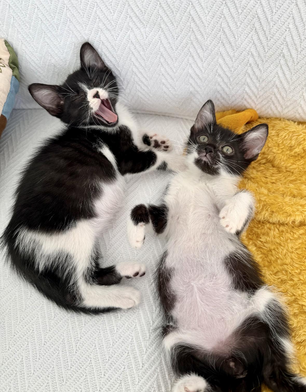 Enlarge Wanda and Cosmo, a ADOPTABLE Domestic Short Hair in New Orleans, LA image 1/6