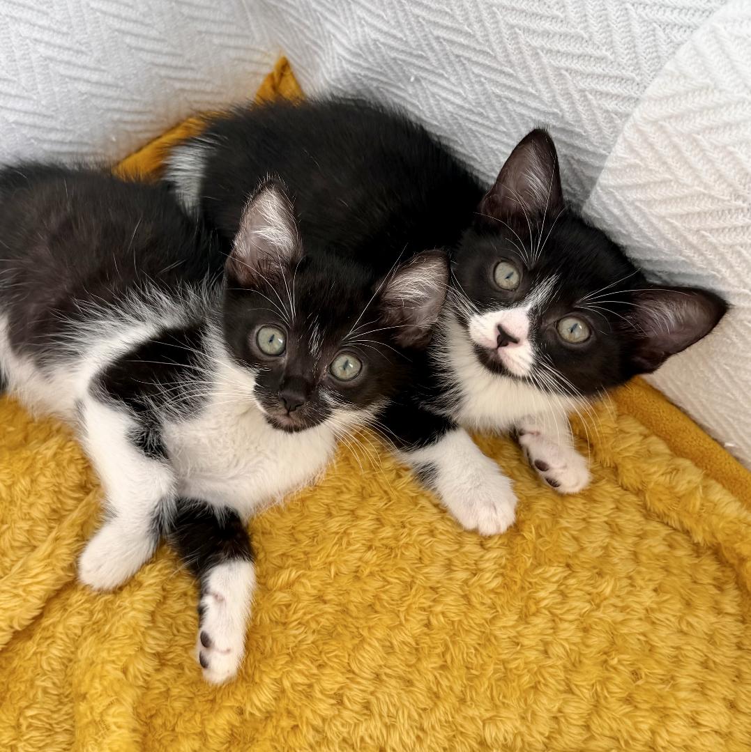 Enlarge Wanda and Cosmo, a ADOPTABLE Domestic Short Hair in New Orleans, LA image 4/6