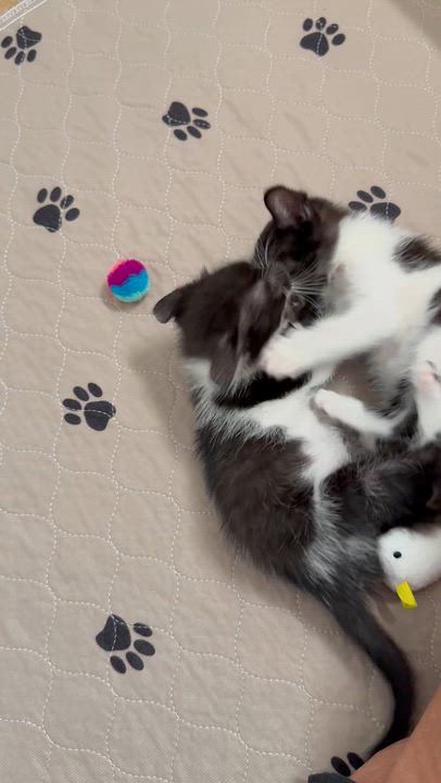 Enlarge Wanda and Cosmo, a ADOPTABLE Domestic Short Hair in New Orleans, LA video 5/6