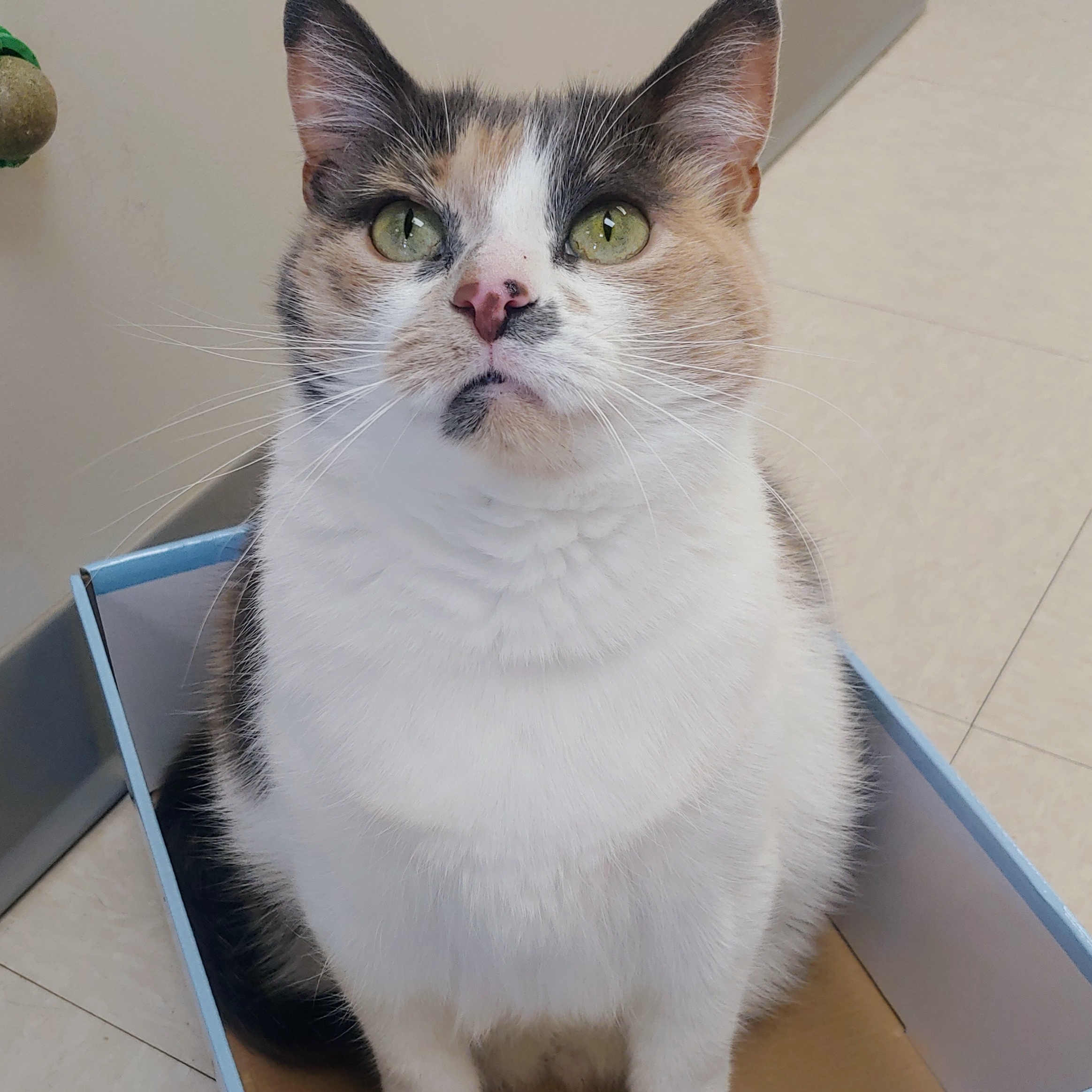 Evangeline, a Adoptable Dilute Calico in Belmont, NY image 5/6