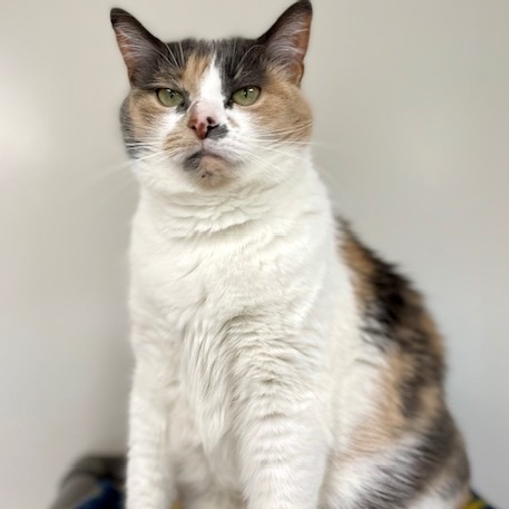 Evangeline, a Adoptable Dilute Calico in Belmont, NY image 6/6