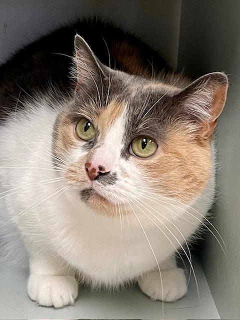 Evangeline, Adoptable, Adult Female Dilute Calico.