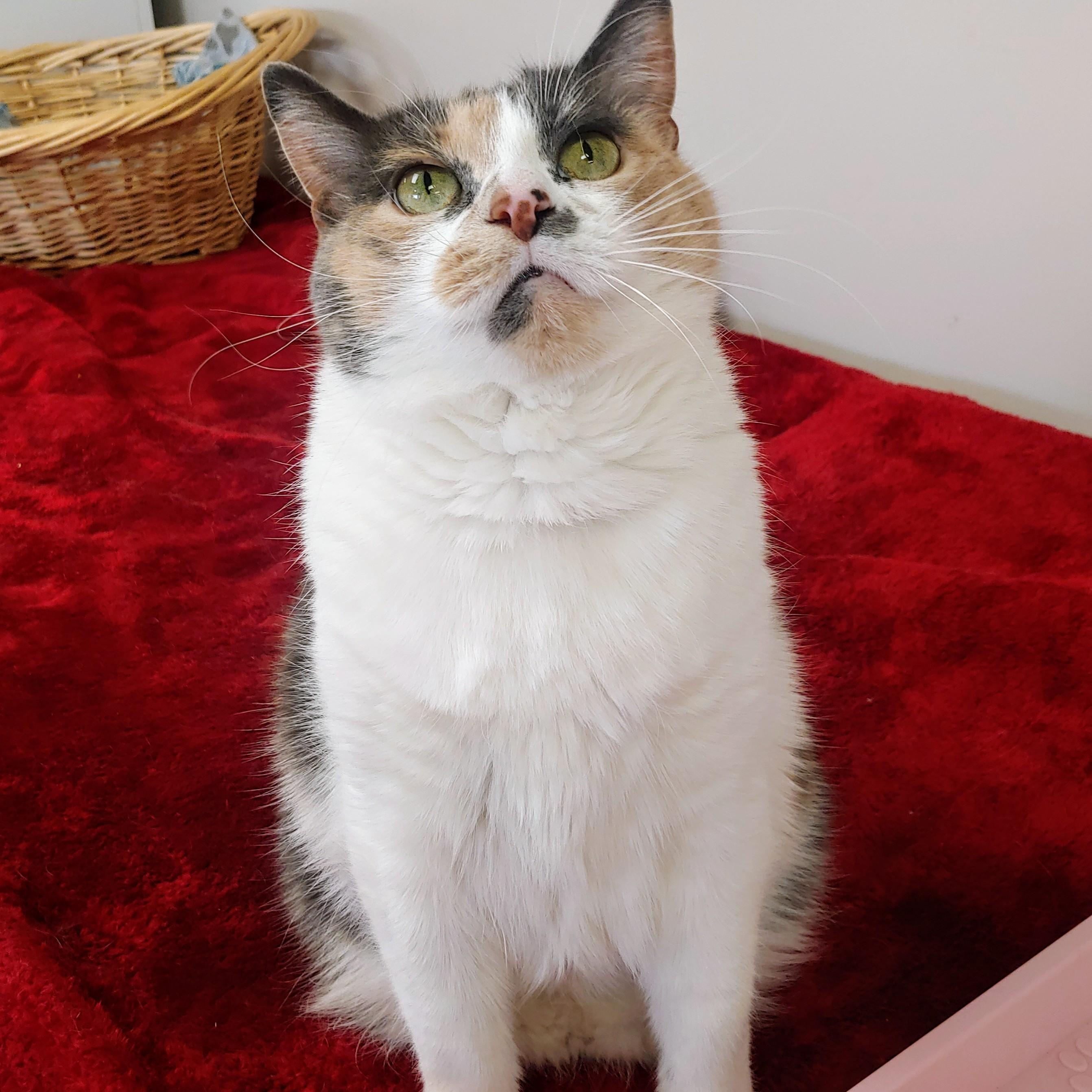 Evangeline, a Adoptable Dilute Calico in Belmont, NY image 3/6