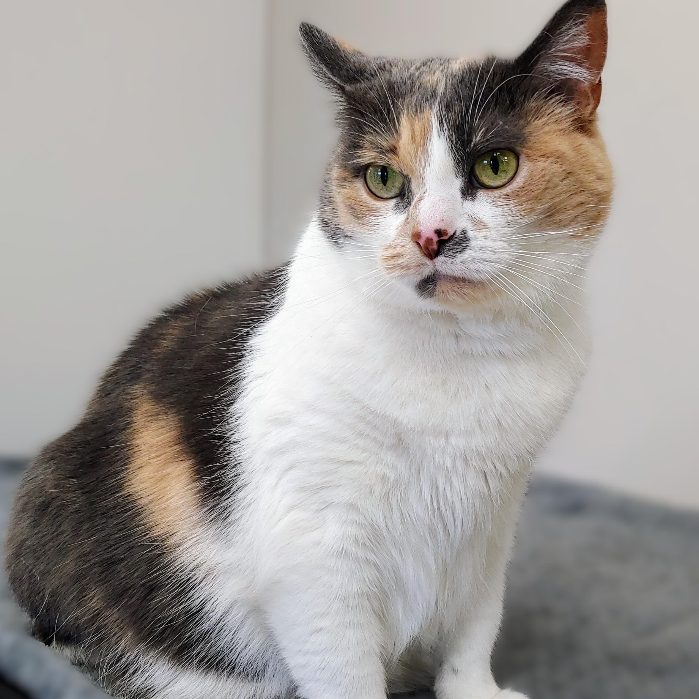 Evangeline, a Adoptable Dilute Calico in Belmont, NY image 2/6