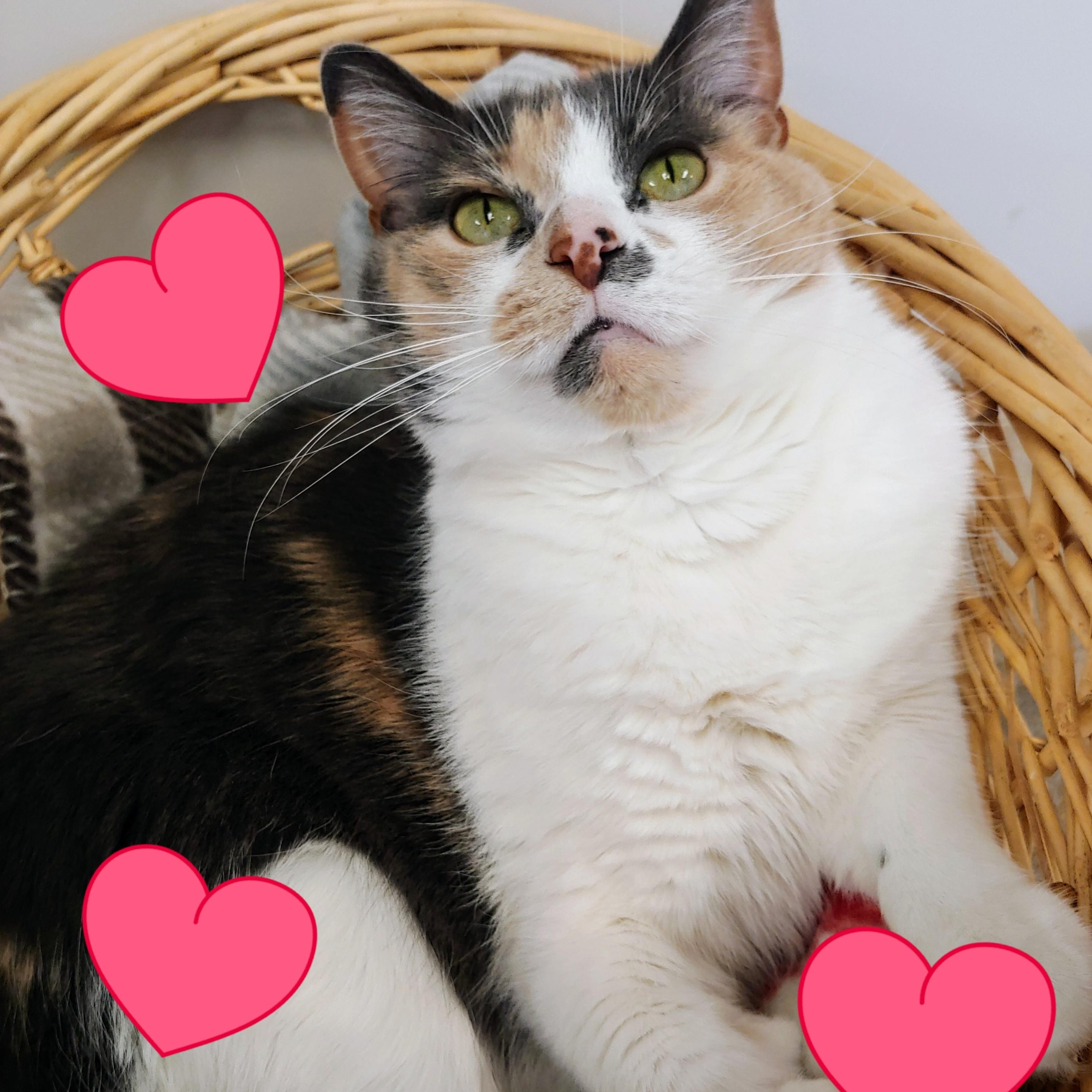 Evangeline, an adoptable Dilute Calico in Belmont, NY, 14813 | Photo Image 3