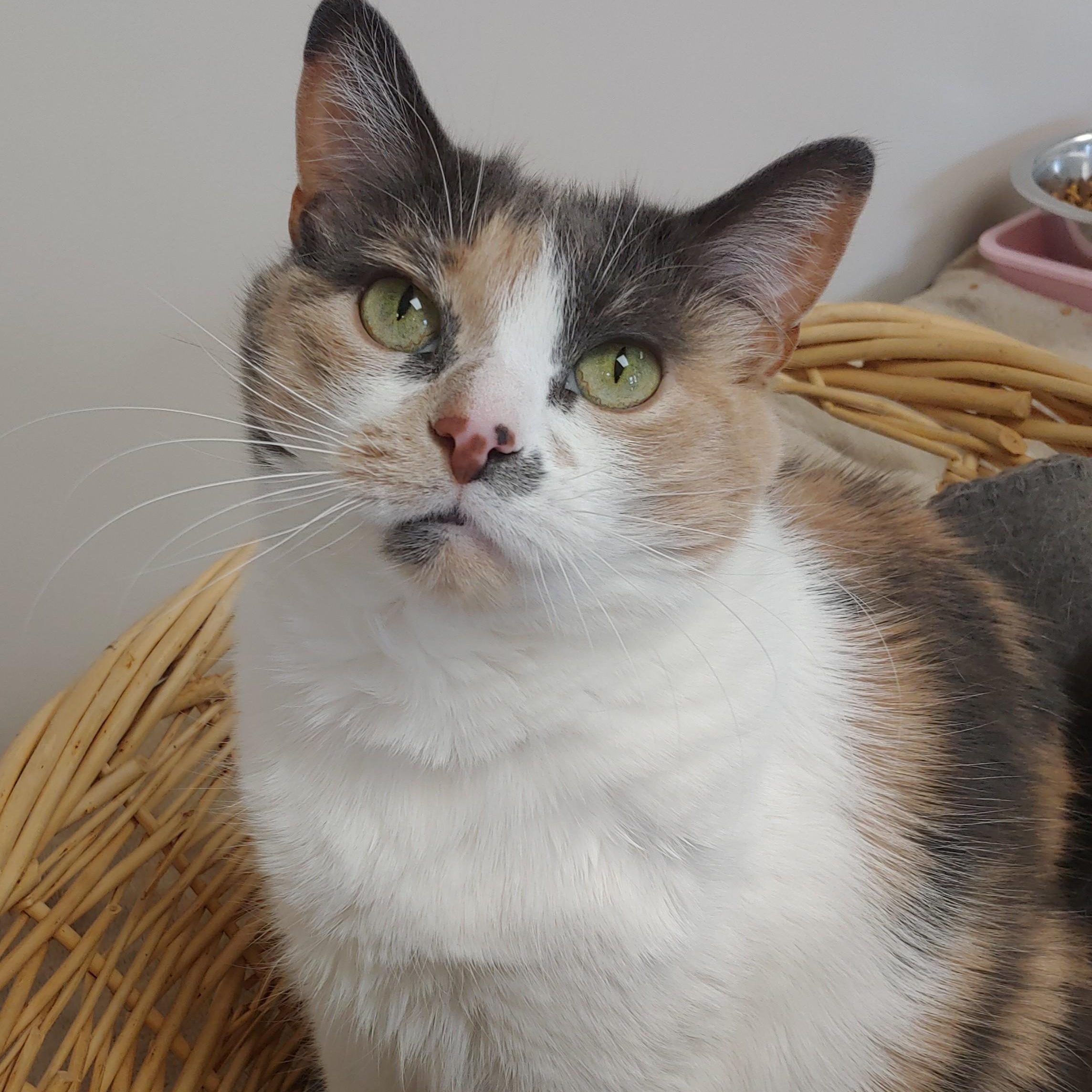 Evangeline, a Adoptable Dilute Calico in Belmont, NY image 4/6