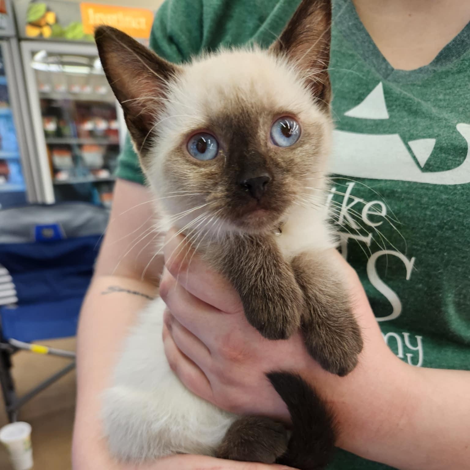 Holly, an adopted Siamese in Fairborn, OH image 1/5