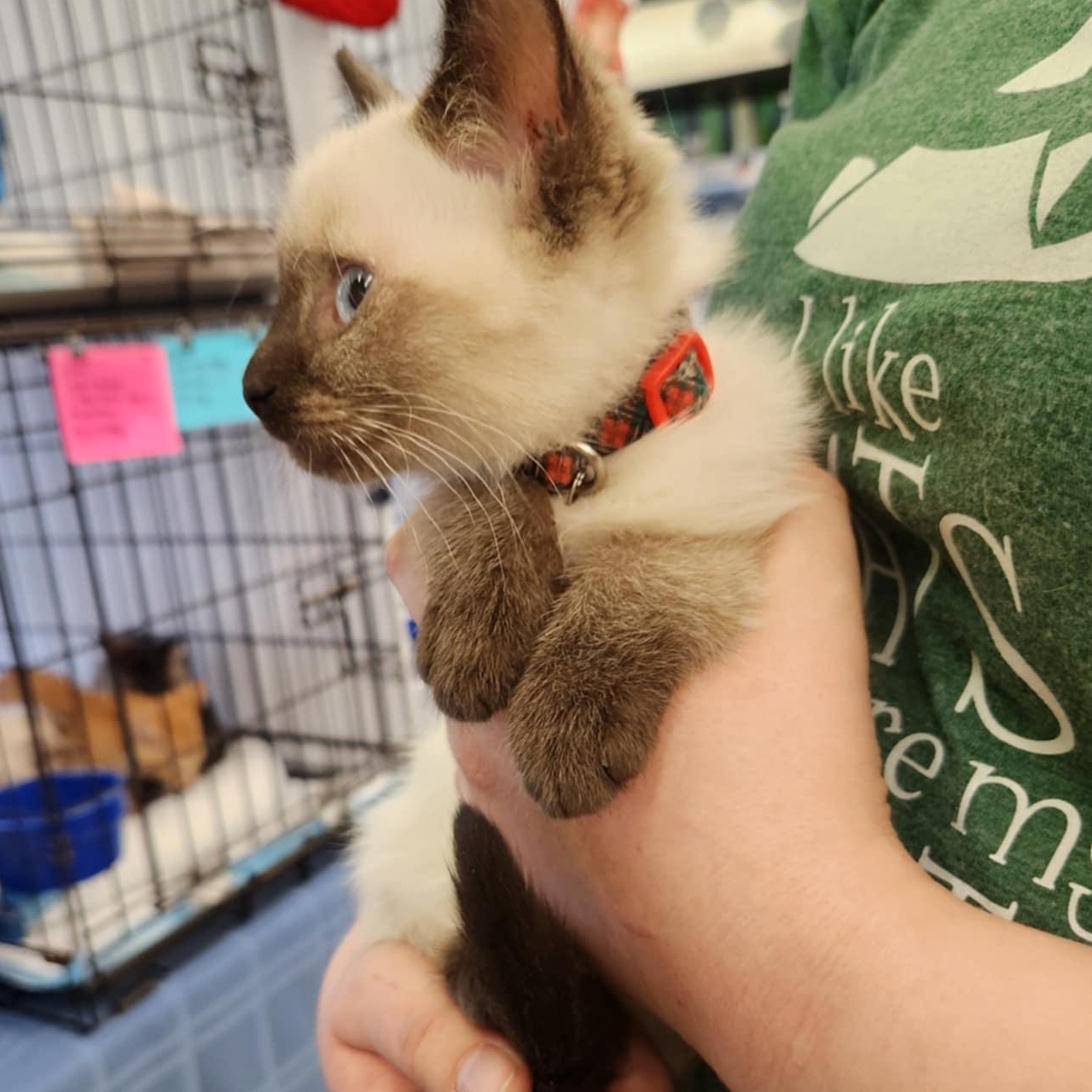 Holly, an adopted Siamese in Fairborn, OH image 2/5