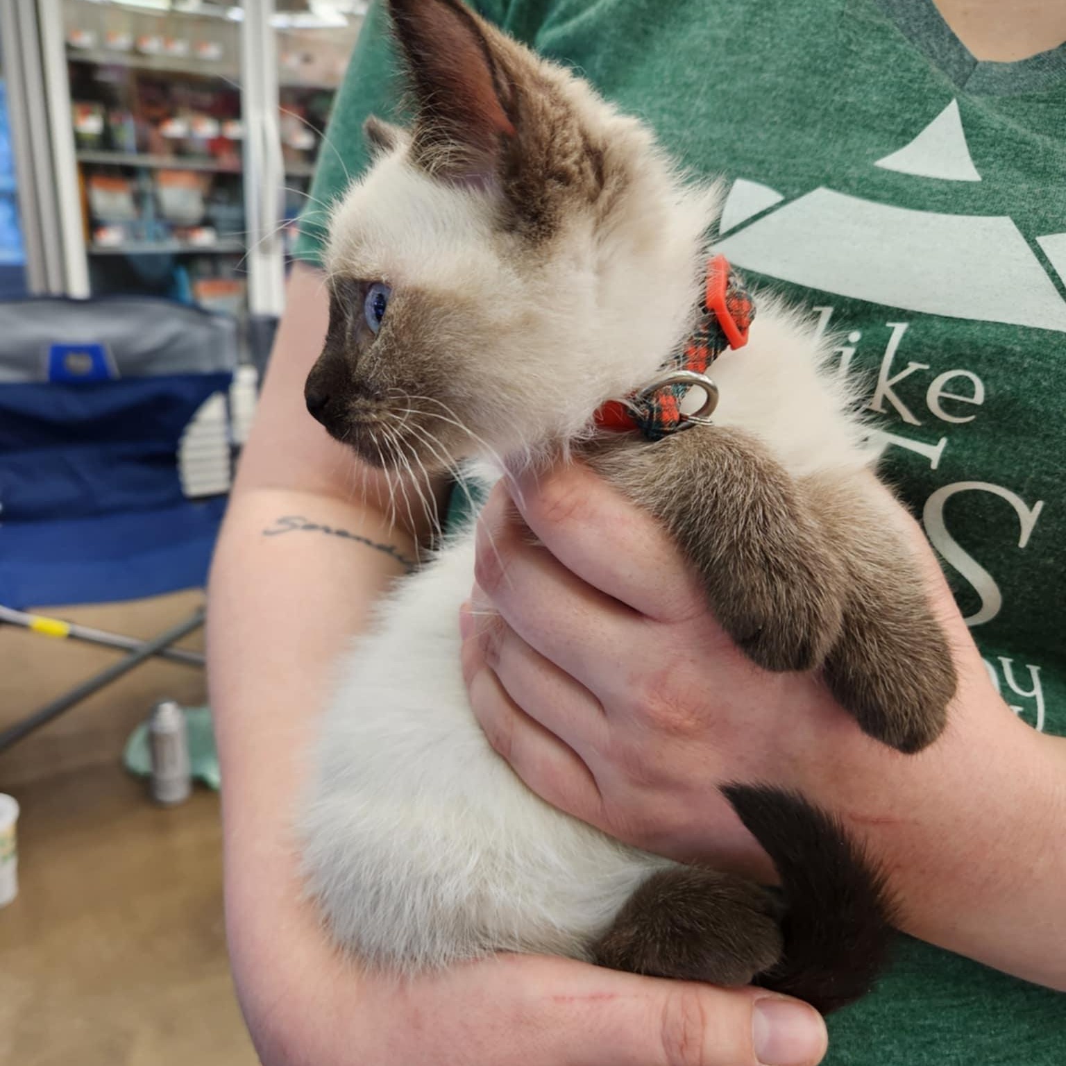 Holly, an adopted Siamese in Fairborn, OH image 3/5