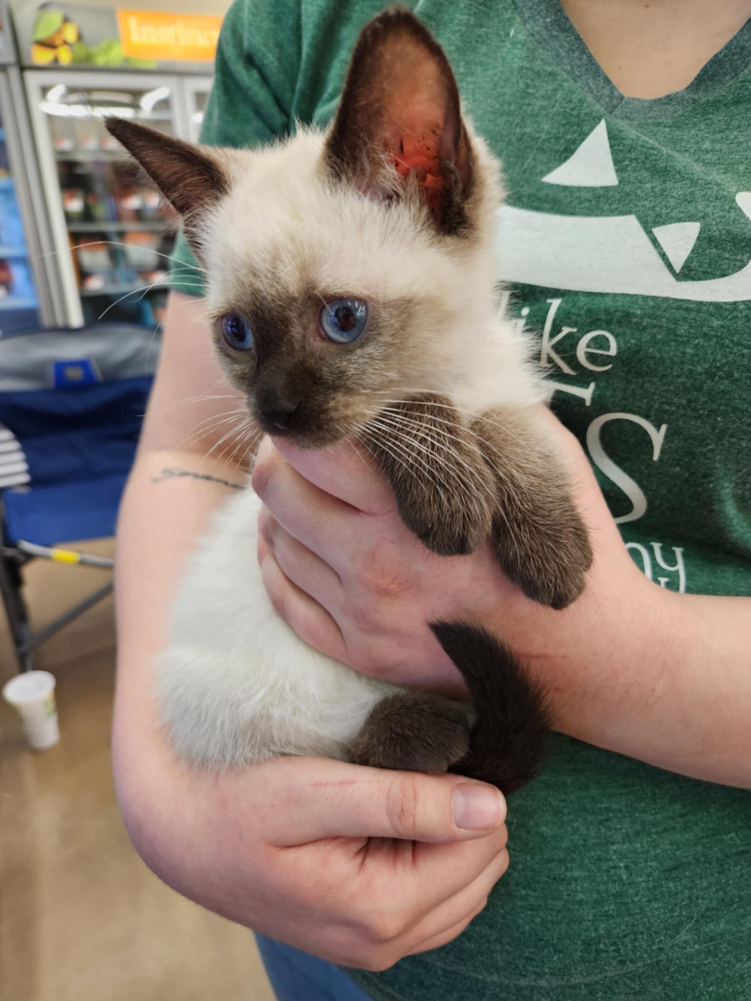 Holly, an adopted Siamese in Fairborn, OH image 4/5