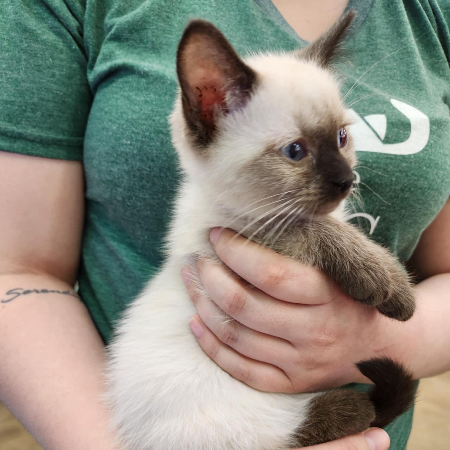 Holly, an adopted Siamese in Fairborn, OH image 5/5