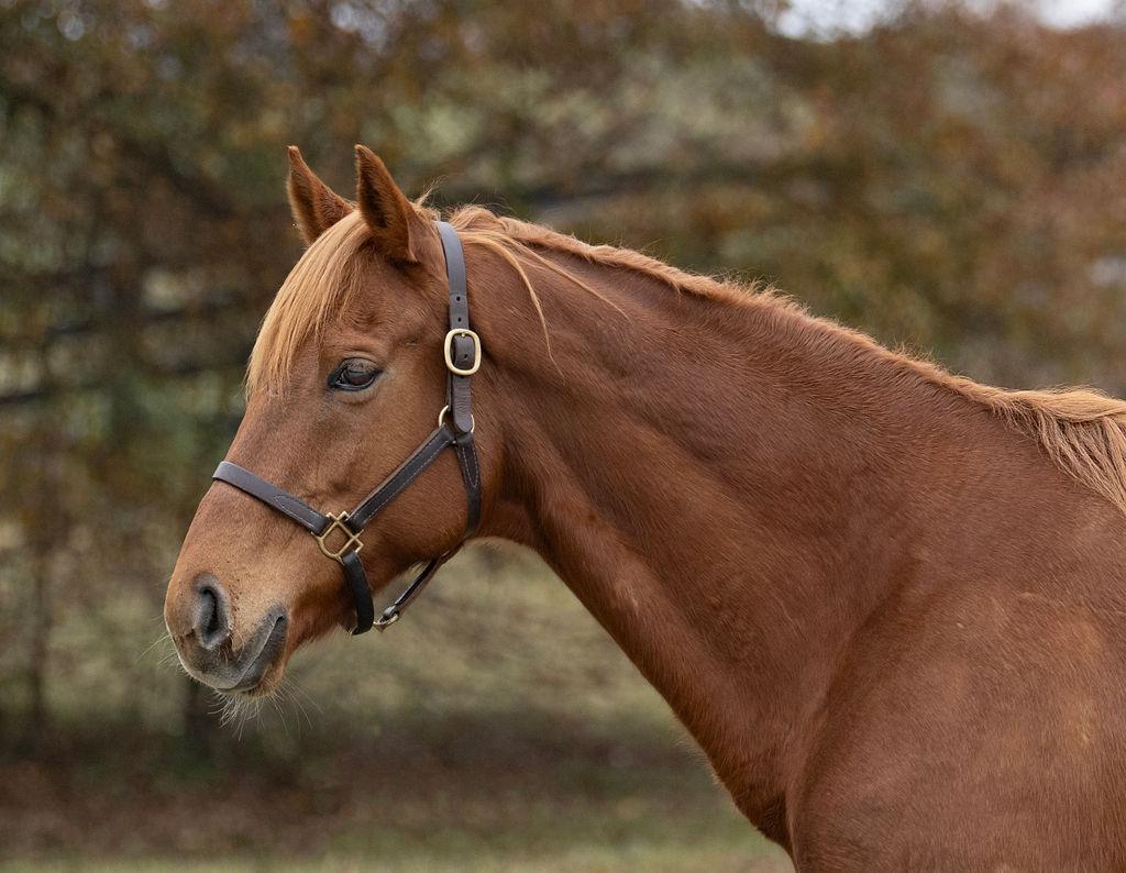 King Slew, a Adoptable Thoroughbred in Aiken, SC image 1/2