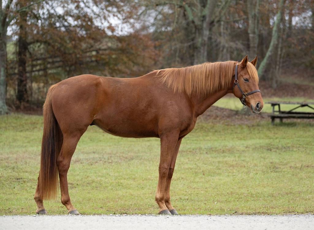 King Slew, a Adoptable Thoroughbred in Aiken, SC image 2/2