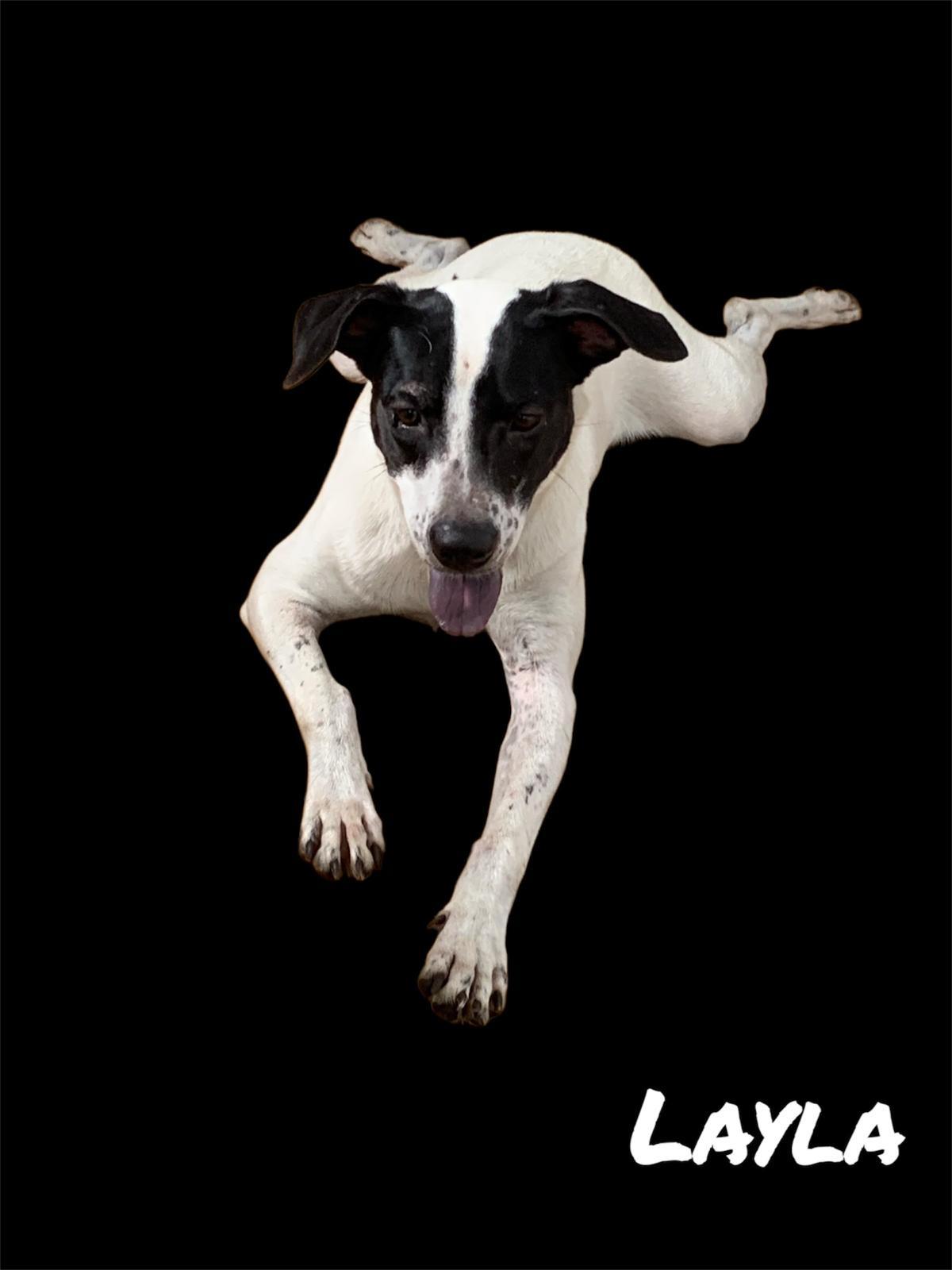 Enlarge Layla, a Adoptable Chihuahua in Brooklyn, NY image 1/3