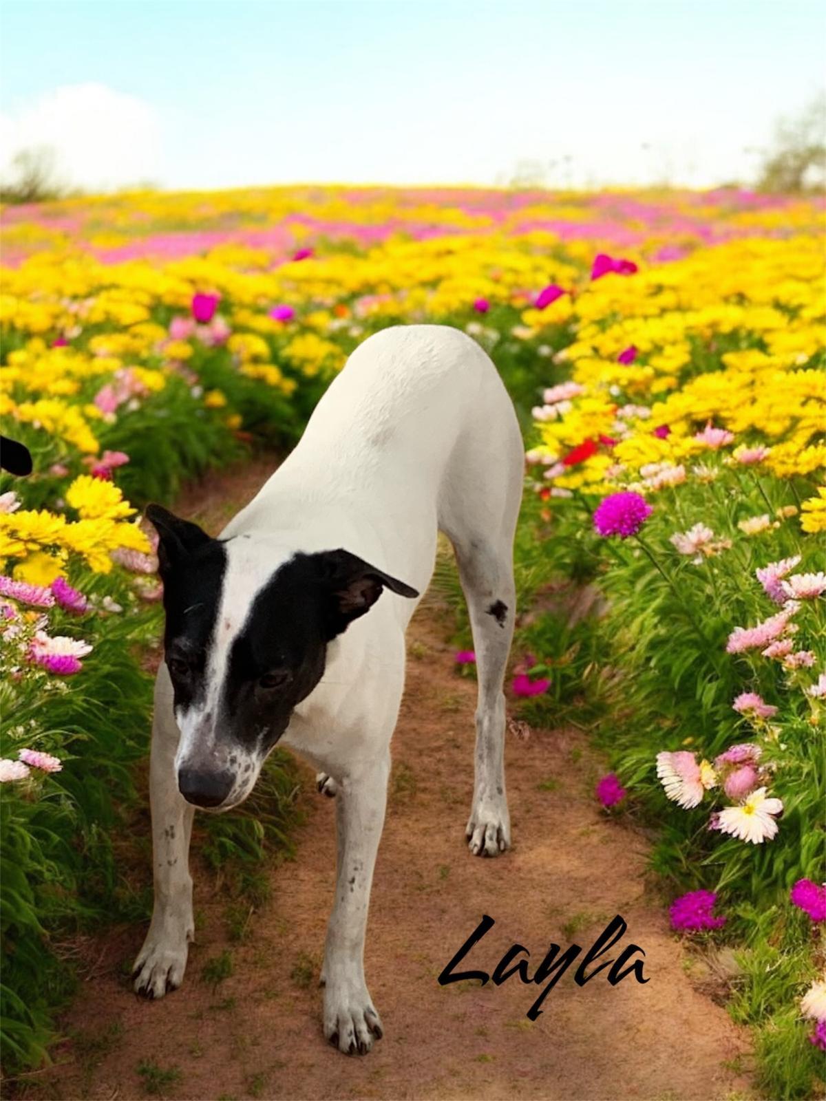 Enlarge Layla, a Adoptable Chihuahua in Brooklyn, NY image 2/3