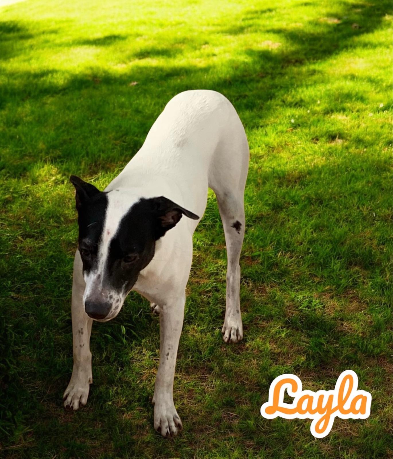 Enlarge Layla, a Adoptable Chihuahua in Brooklyn, NY image 3/3