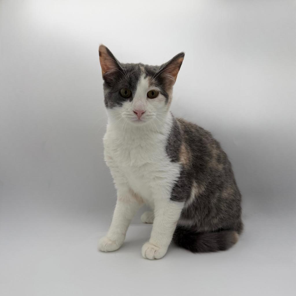 Enlarge Ossuary, a Adoptable Domestic Short Hair in State College, PA image 1/2
