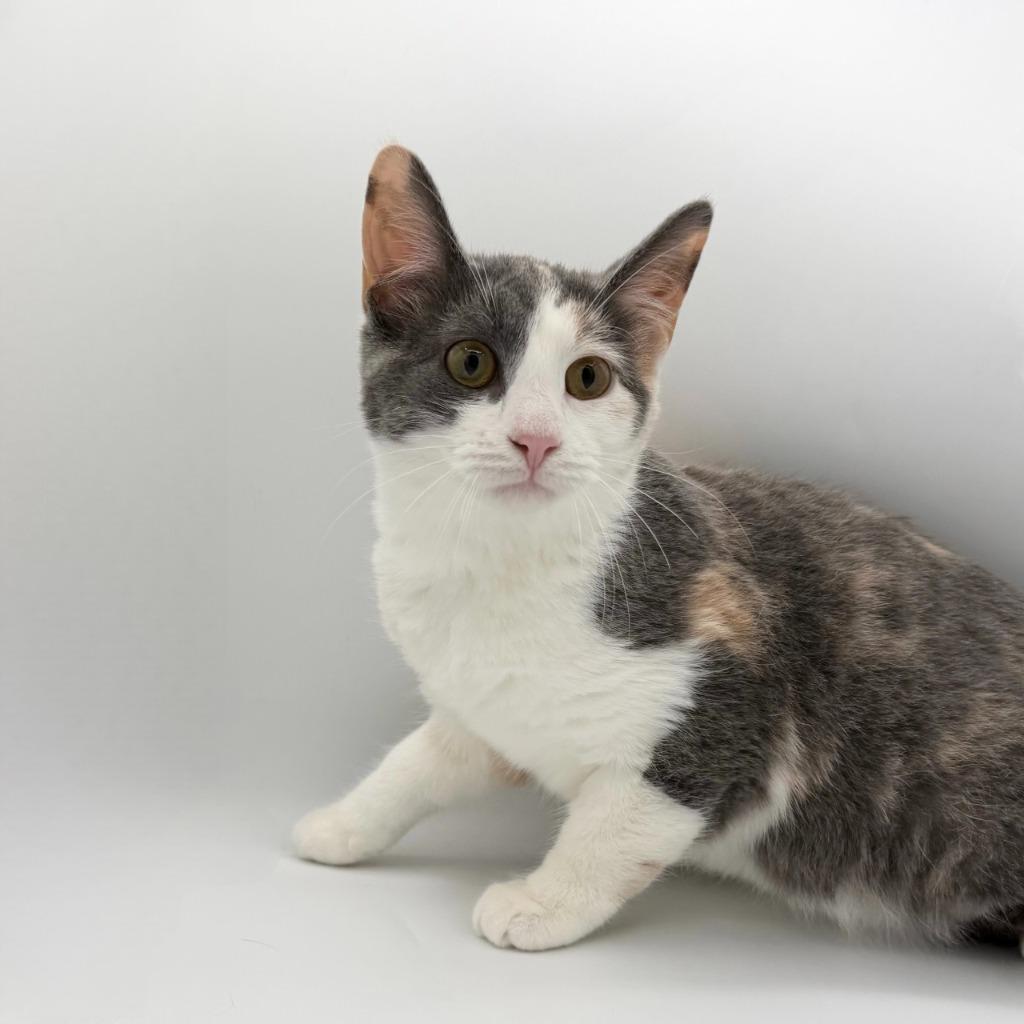 Enlarge Ossuary, a Adoptable Domestic Short Hair in State College, PA image 2/2