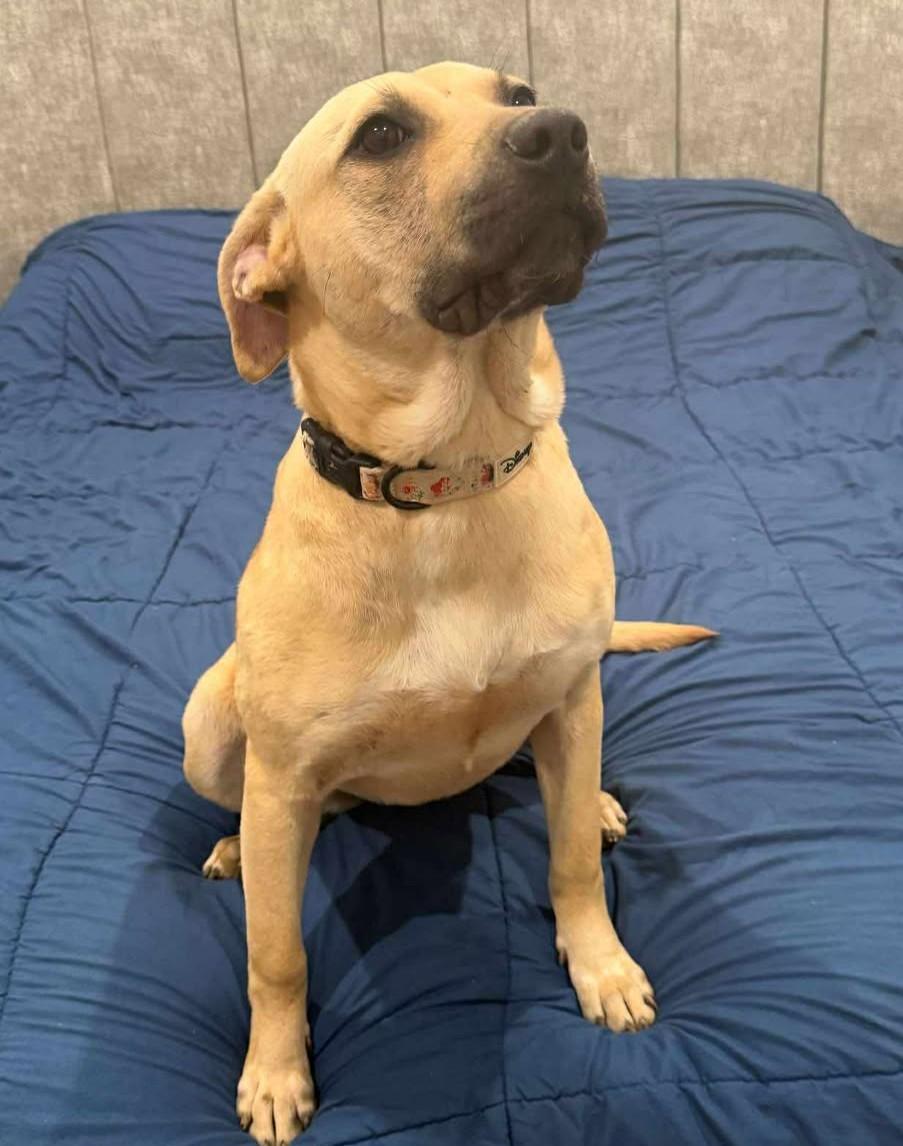 Enlarge Lily , an adopted Mixed Breed in Northwood, NH image 1/1