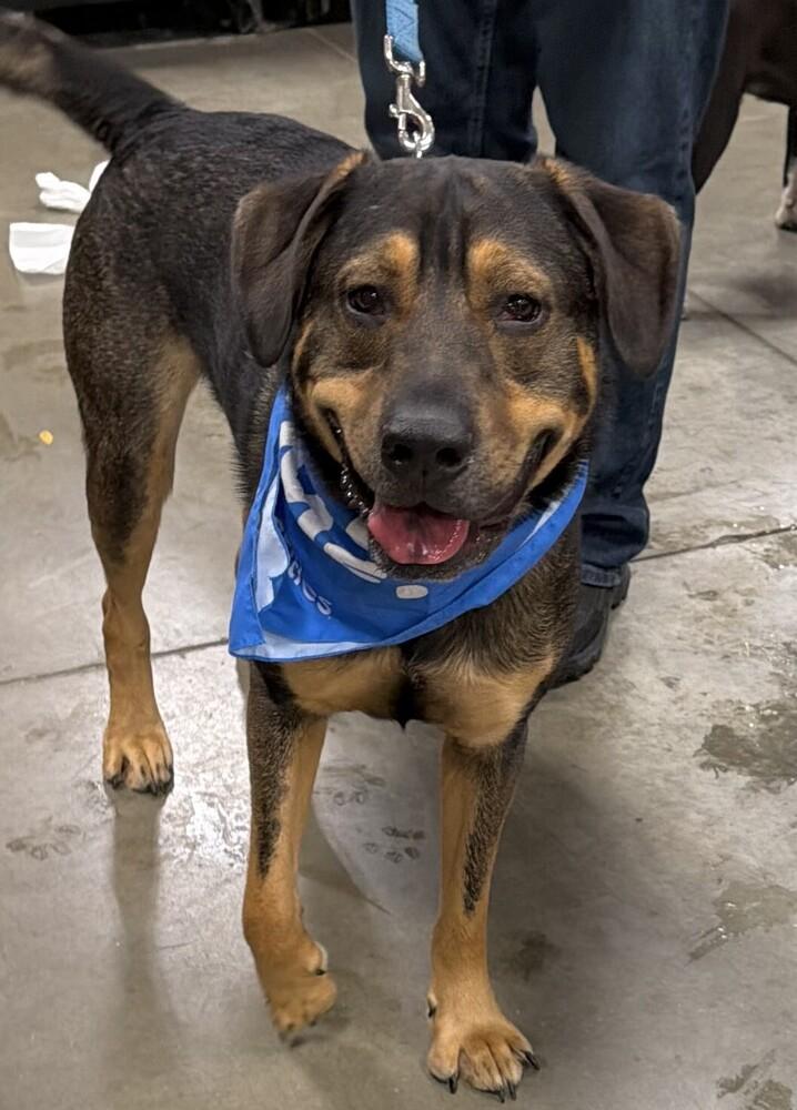 Chip, Adopted, Young Male Shepherd & Hound.
