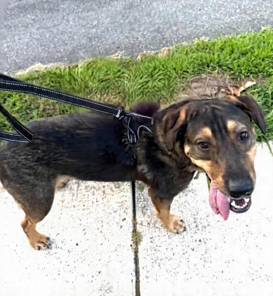 Enlarge Chip, a Adopted mixed breed in Washington, DC image 2/6