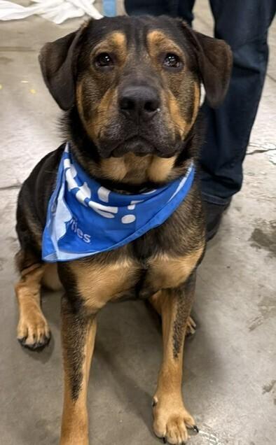 Enlarge Chip, a Adopted mixed breed in Washington, DC image 4/6