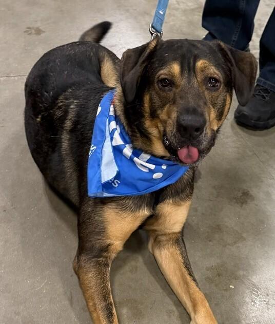 Enlarge Chip, a Adopted mixed breed in Washington, DC image 5/6