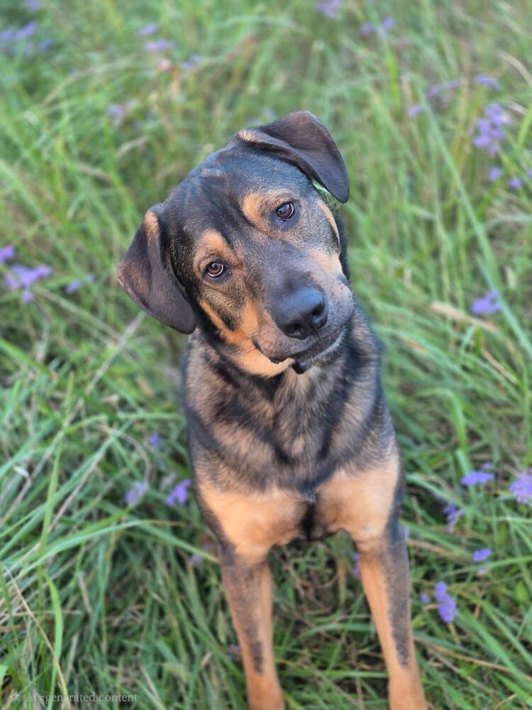 Enlarge Chip, a Adopted mixed breed in Washington, DC image 6/6