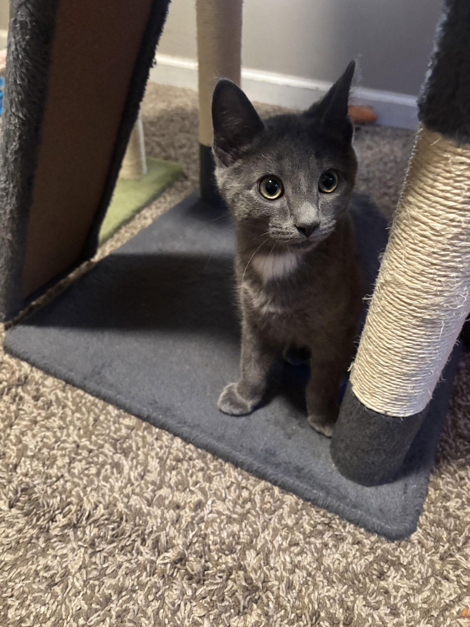 Enlarge Lint, a Adopted mixed breed in Cincinnati, OH image 2/3