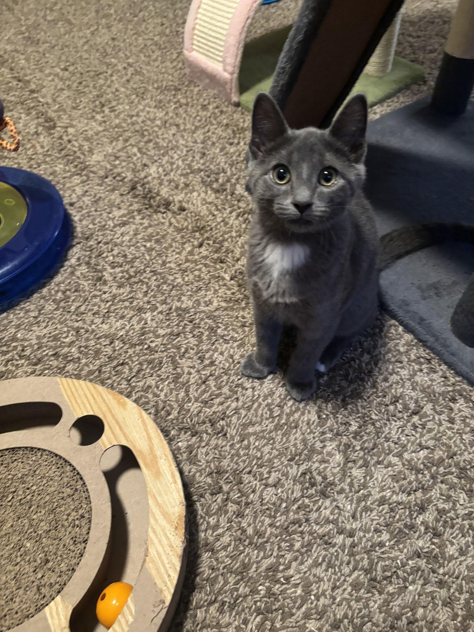 Enlarge Lint, a Adopted mixed breed in Cincinnati, OH image 3/3