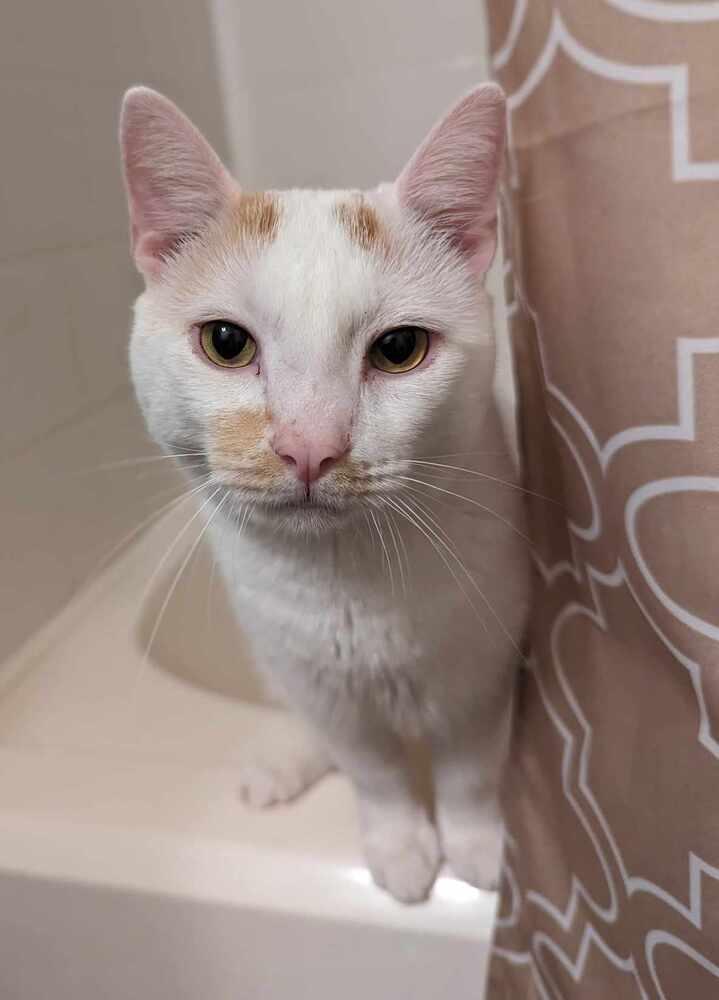 Linus, Adoptable, Adult Male Turkish Van & Domestic Short Hair.