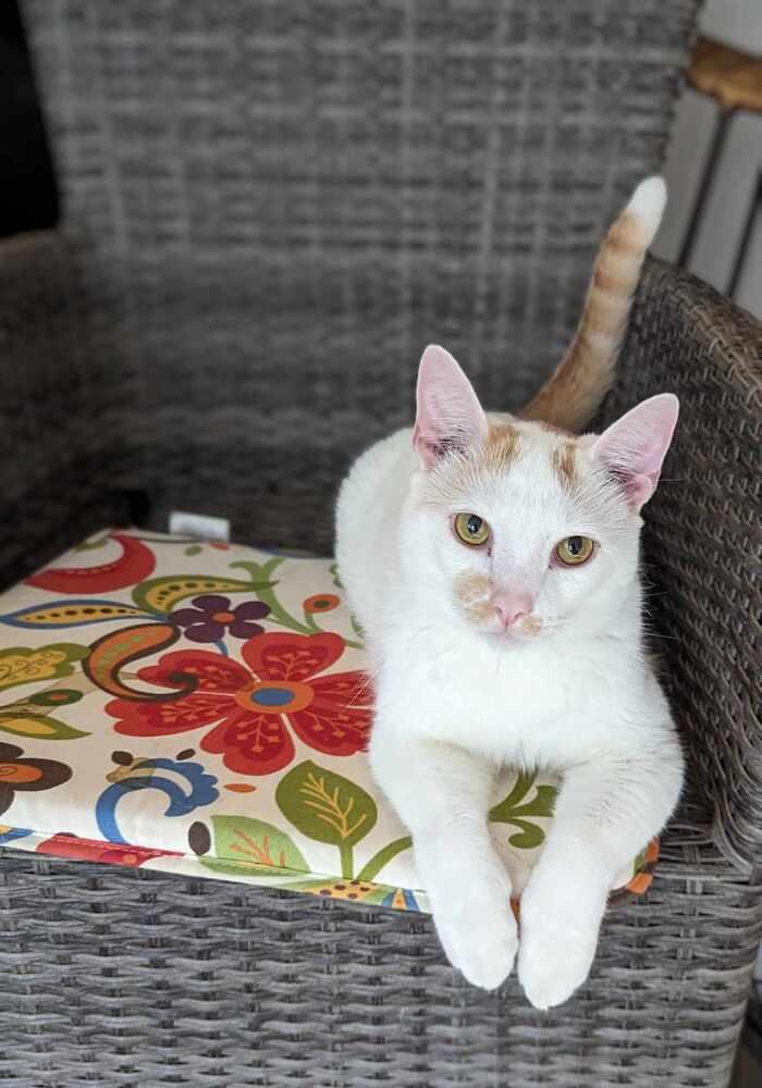 Enlarge Linus, a Adoptable mixed breed in Cary, NC image 2/4
