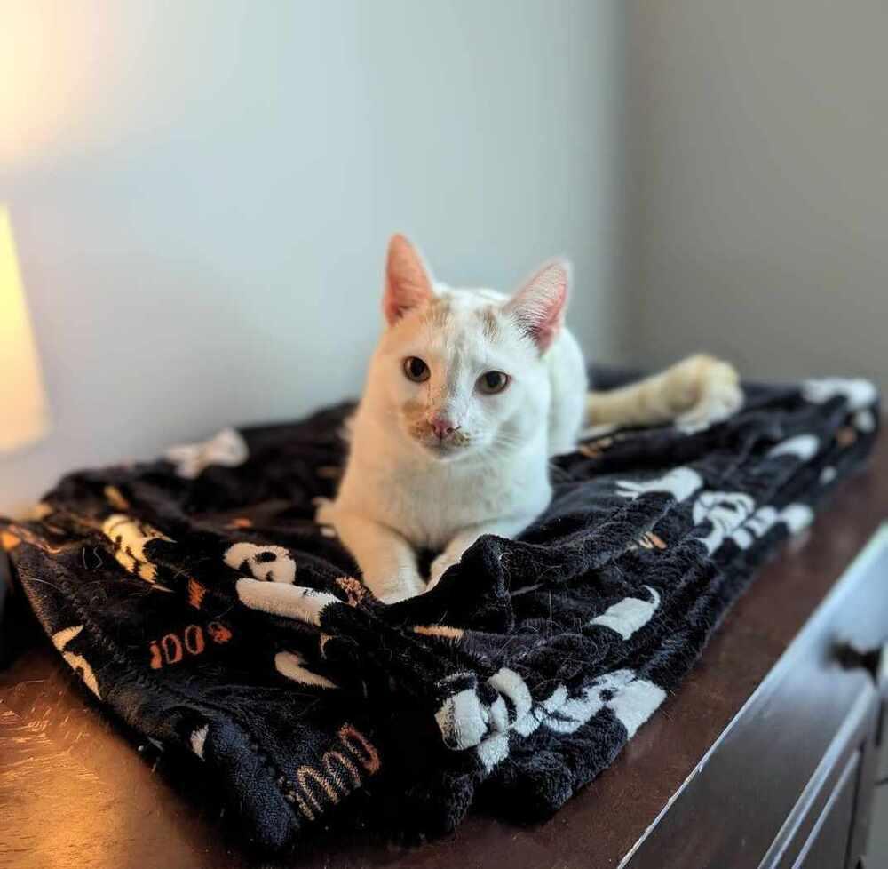 Enlarge Linus, a Adoptable mixed breed in Cary, NC image 3/4