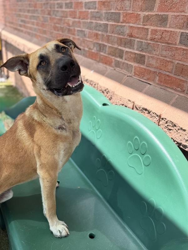 Enlarge Parker Stevenson, a Adoptable mixed breed in Canton, GA image 1/1