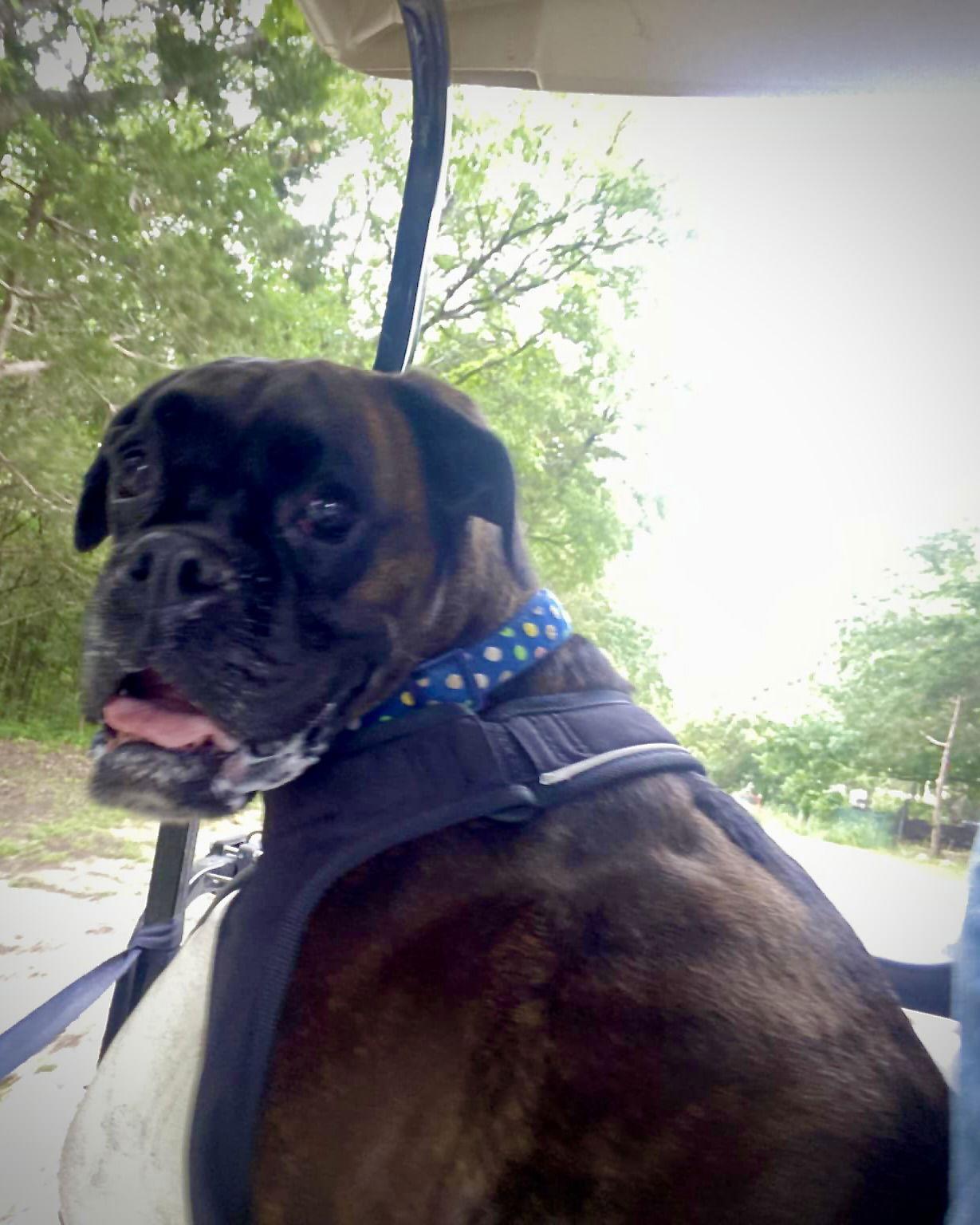 Lucy, Adopted, Adult Female Boxer.